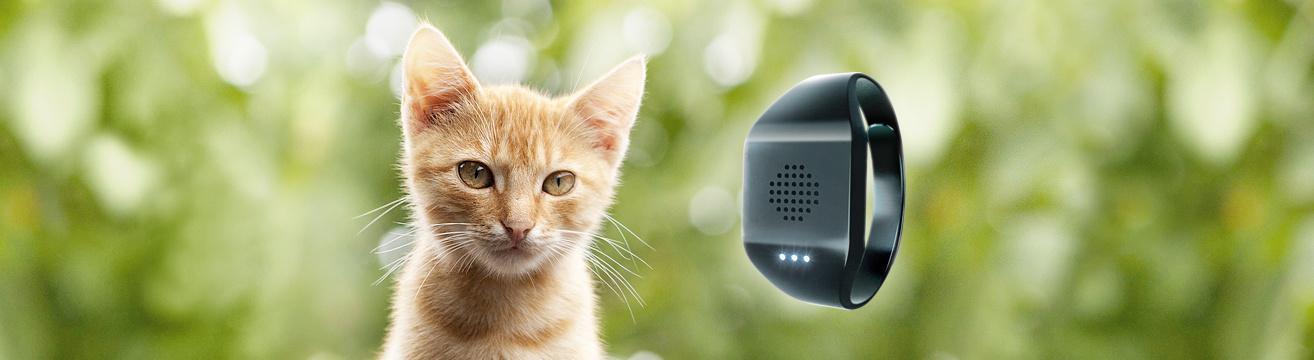 Переводчик с кошачьего – это реально Переводчик с кошачьего – это реально